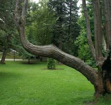 Formaci&oacute;n de madera de reacci&oacute;n en un tronco para reorientar su inclinaci&oacute;n, en busca de una posici&oacute;n vertical m&aacute;s favorable.