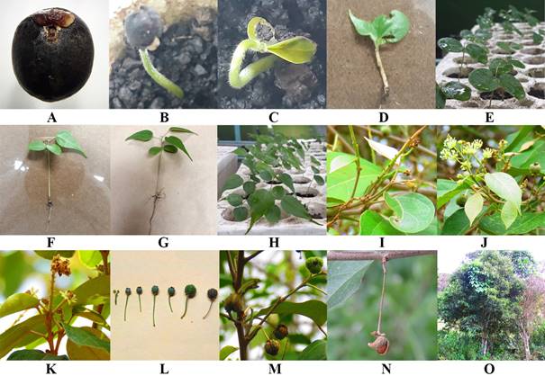 Main and secondary growth stages of C. guatemalensis.