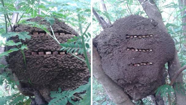 Implanta&ccedil;&atilde;o e distribui&ccedil;&atilde;o dos corpos de provas das esp&eacute;cies madeireiras em col&ocirc;nias arbor&iacute;colas de N. corniger, no munic&iacute;pio de Patos, Para&iacute;ba, Brasil.