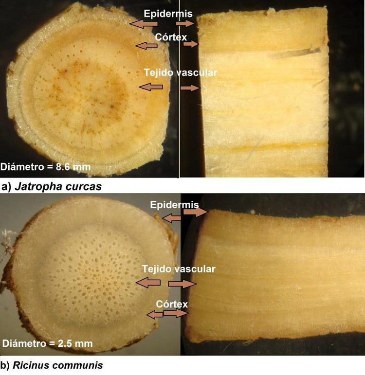 Cortes transversales y longitudinales de segmentos de ra&iacute;ces de a) Jatropha curcas y b) Ricinus communis.