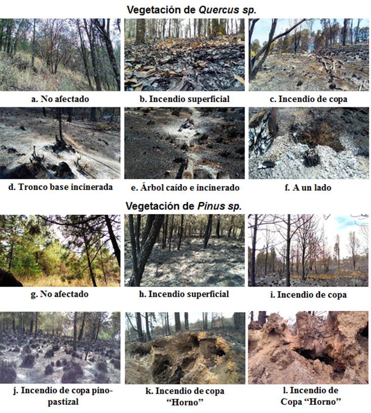 Sitios afectados y no afectado por incendios forestales bajo diferentes tipos de vegetaci&oacute;n. 