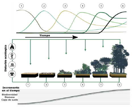 Sucesi&oacute;n de la vegetaci&oacute;n en seis etapas cronol&oacute;gicas: 1) roca intemperizada, 2) musgo y hierbas anuales, 3) pastos perennes, 4) arbustivas le&ntilde;osas, 5) &aacute;rboles de r&aacute;pido crecimiento, 6) bosque cl&iacute;max.