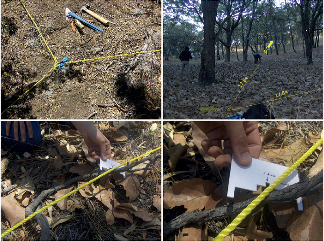 Establecimiento de transectos y conteo de material le&ntilde;oso ca&iacute;do, basado en la metodolog&iacute;a de intersecciones planares (Fotograf&iacute;as: J. Germ&aacute;n Flores G.).
