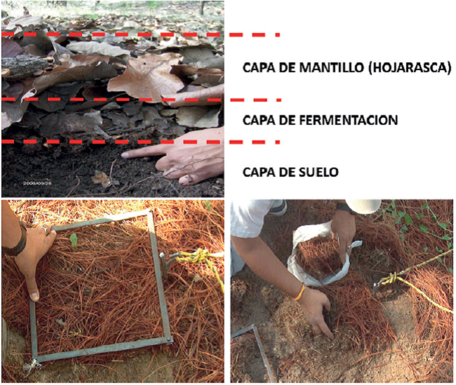 Separaci&oacute;n de la capa de hojarasca y fermentaci&oacute;n y cuadro de 30 cm &times; 30 cm para la toma de muestras de estos combustibles finos (Fotograf&iacute;as: J. Germ&aacute;n Flores G.).