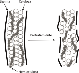 Efecto del proceso de pretratamiento en la biomasa lignocelulósica.