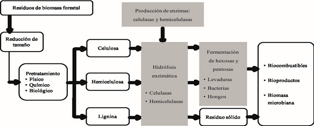Aprovechamiento integral de residuos de la biomasa forestal para la producción de biocombustibles a través de procesos bioquímicos.