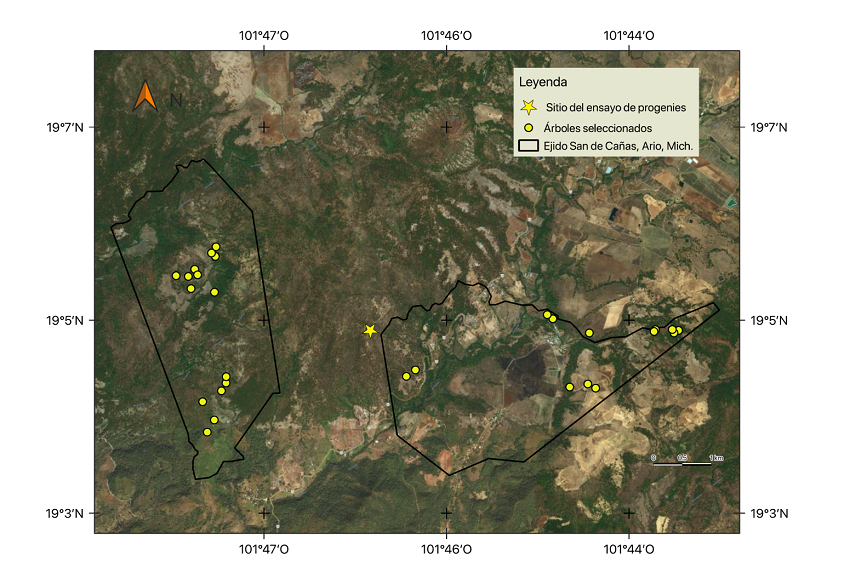 Ubicaci&oacute;n de &aacute;rboles selecionados y del ensayo de progenies en el Ejido San Jos&eacute; de Ca&ntilde;as, Municipio de Ario, estado de Michoac&aacute;n.