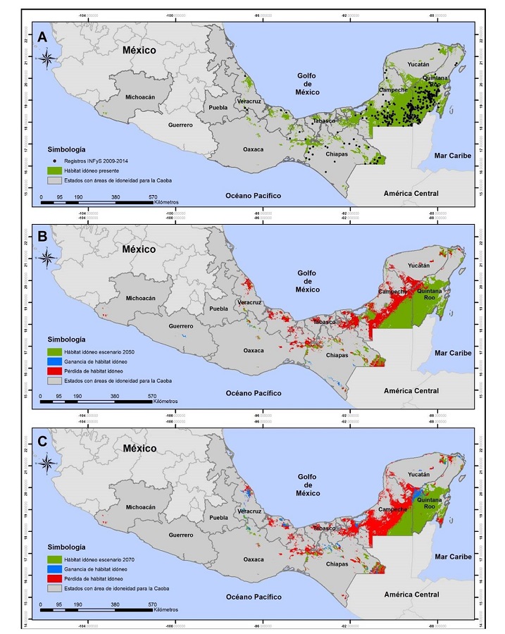 Mapa de idoneidad de Swietenia macrophylla King en M&eacute;xico: (A) escenario presente (1960-1990), (B) escenario 2050 (promedio de 2041 a 2060) y (C) escenario 2070 (promedio de 2061-2080). Los puntos indican los registros de presencia del INFyS 2009-2014.
