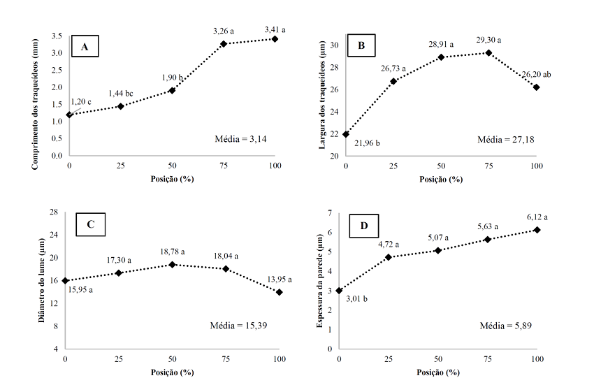 Dimens&otilde;es dos traque&iacute;deos da madeira de P. glabra. (A) Comprimento; (B) Largura; (C) Di&acirc;metro do l&uacute;men; (D) Espessura da parede celular.