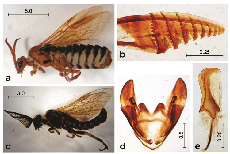 Zadiprion howdeni, especie encontrada en Ixtl&aacute;n de Ju&aacute;rez, Oax. a) Hembra en vista dorsal. b) Lanceta de la hembra. c) Macho en vista dorsal. d) C&aacute;psula genital del macho. e) V&aacute;lvula peneana del macho.
