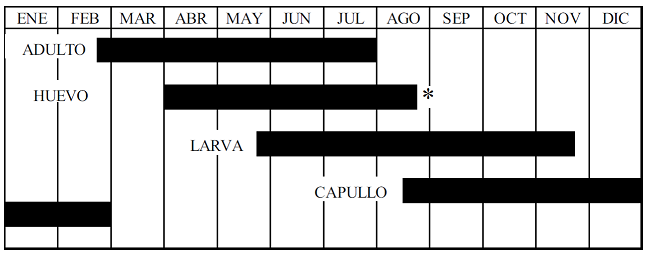 Per&iacute;odos estacionales de los estados de desarrollo de Zadiprion howdeni en bosques de Ixtl&aacute;n de Ju&aacute;rez, Oaxaca.
