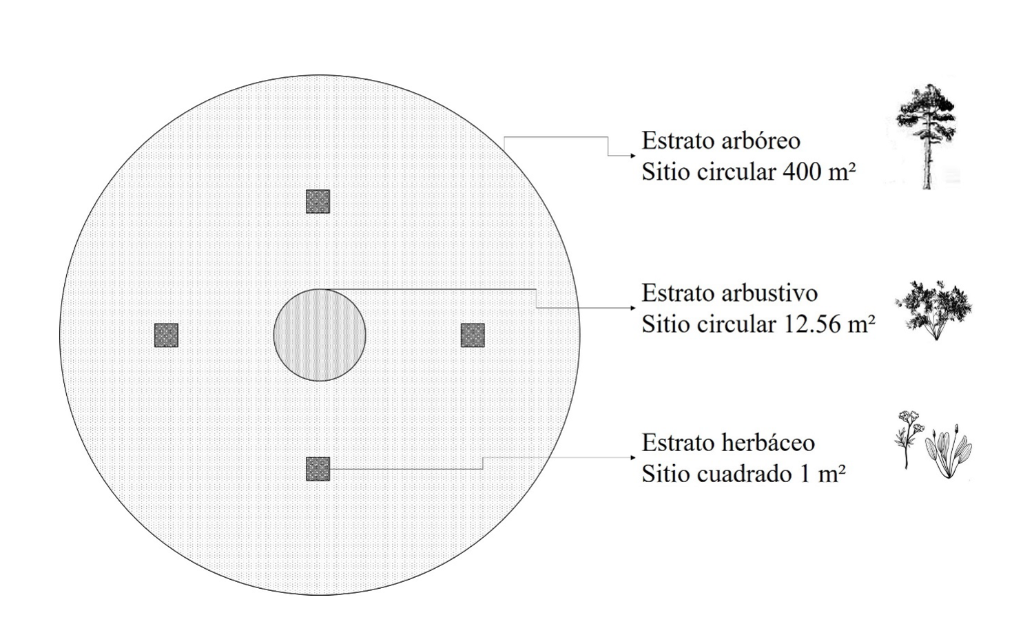 Esquema anidado de la unidad de muestreo (UM) para evaluaci&oacute;n de vegetaci&oacute;n.