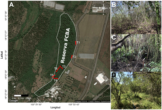 &Aacute;rea de conservaci&oacute;n voluntaria de la Facultad de Ciencias Biol&oacute;gicas y Agropecuarias de la Universidad de Colima. (A), Pol&iacute;gono del &aacute;rea. B - D, Aspecto general de las comunidades estudiadas: B, ladera este (LE), D, &aacute;rea central (AC), C, llanura oeste (LO). En A se indica adem&aacute;s la ubicaci&oacute;n de los transectos utilizados para estimar los par&aacute;metros comunitarios: T1 y T2 transectos de ladera este; T3 y T4 para &aacute;rea central; T5 y T6 para llanura oeste