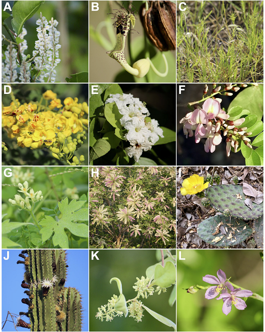 Algunas de las especies que se encuentran en el &aacute;rea de conservaci&oacute;n voluntaria de la Facultad de Ciencias Biol&oacute;gicas y Agropecuarias de la Universidad de Colima. (A) Anredera vesicaria (Basellaceae), (B) Aristolochia taliscana (Aristolochiaceae), (C) Bouteloua dimorpha (Poaceae), (D) Caesalpinia cacalaco (Fabaceae), (E) Cordia seleriana (Boraginaceae), (F) Gliricidia sepium (Fabaceae), (G) Gronovia scandens (Loasaceae), (H) Mimosa rosei (Fabaceae), (I) Opuntia decumbens (Cactaceae), (J) Pachycereus pecten-aboriginum (Cactaceae), (K) Struthanthus interruptus (Loranthaceae), (L) Talinum paniculatum (Portulaceae).