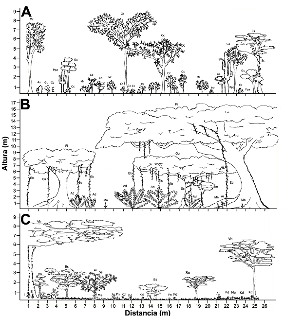 Perfiles de vegetaci&oacute;n de la cada una de las &aacute;reas analizadas del &aacute;rea de conservaci&oacute;n voluntaria de la Facultad de Ciencias Biol&oacute;gicas y Agropecuarias de la Universidad de Colima. (A)ladera este, (B) &aacute;rea central y (C) llanura oeste. Para las especies se utilizaron las siguientes abreviaturas: Ac = Asclepias curassavica; Ad = Acrostichum danaeifolium; Ai = Azadirachta indica; As = Acanthocereus tetragonus; Bs = Flaveria robusta; Cc = Coursetia caribaea; Cs = Cordia seleriana; Eb = Echinopepon bigelovii; Ei = Elytraria imbricata; Fi = Ficus insipida; Gs = Gliricidia sepium; Gu = Guazuma ulmifolia; Kd = Kosteletzkya depressa; Ma = Malvaviscus arboreus; Mr = Mimosa rosei; Ppa = Pachycereus pecten-aboriginum; Pn = Phyla nodiflora; Sa = Sida acuta; Sm = Simarouba amara; So = Solanum diphyllum; Ss = Smilax spinosa;Vh = Vachellia hindsii.