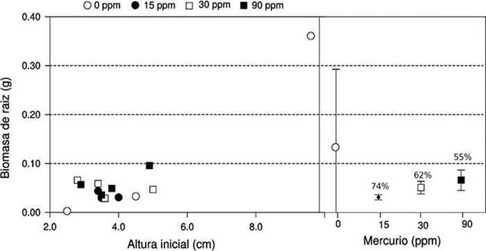 Relación entre biomasa de raíz para P. pseudostrobus y altura inicial y relación entre biomasa de raíz y concentración de mercurio.