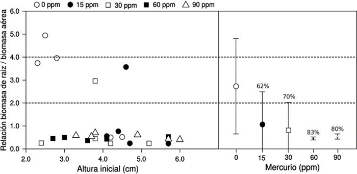 Relación entre biomasa de raíz/biomasa aérea y altura inicial de Pinus devoniana y relación entre biomasa de raíz/biomasa aérea y la concentración de mercurio.