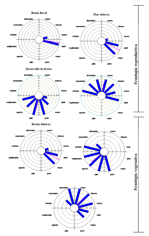 Fases fenológicas de Bursera simaruba durante un ciclo anual. Análisis de estadística circular, se representa el índice de actividad fenológica en cada mes (barras) y el vector promedio r (flecha).