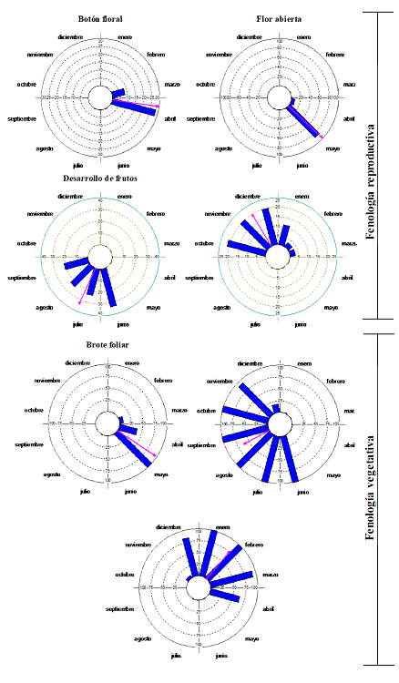 Fases fenológicas de Bursera tomentosa durante un ciclo anual. Análisis de estadística circular, se representa el índice de actividad fenológica en cada mes (barras) y el vector r (flecha).