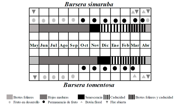 Categorización de los tipos funcionales de la fenología vegetativa Bursera simaruba y Bursera tomentosa de acuerdo con Kushwaha y Singh, (2005) y del patrón de duración de la fenología reproductiva de acuerdo con Newstrom et al. (1994).