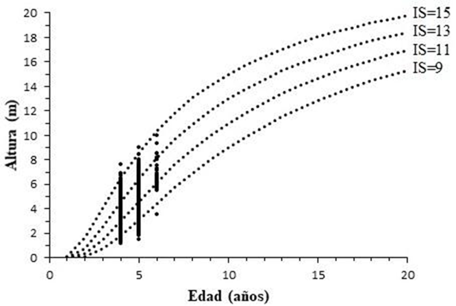 Curvas polimórficas de IS para Pinus patula var. longepedunculata en San Mateo Río Hondo, Miahuatlán, Oaxaca.