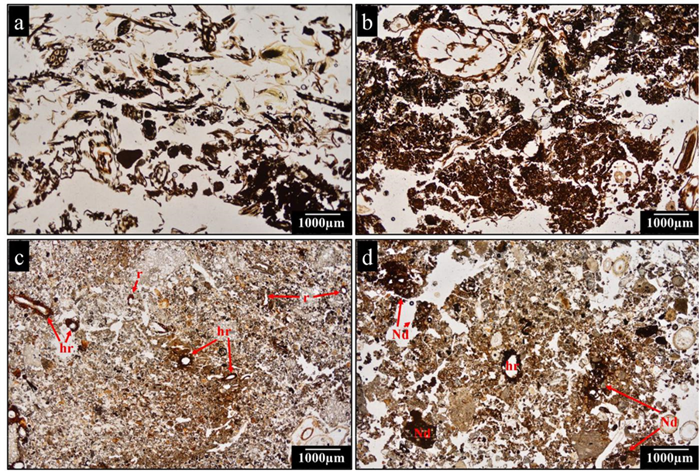 Microfotografías que muestran residuos orgánicos frescos, residuos orgánicos altamente descompuestos, hiporevestimientos, revestimientos y nódulos de Fe en suelos ribereños con fuerte hidromorfismo.