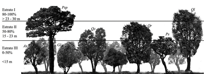 Estructura vertical de las especies representativas de los sitios de estudio. Pinus sp, Psp; Quercus laurina, Ql; Quercus rugosa, Qr; Quercus crassipes, Qc; Arbutus xalapensis, Ax; Garrya laurifolia, Gl; Prunus serotina, Ps. Elaboraci&oacute;n propia, estratos con base en Pretzsch (2009).