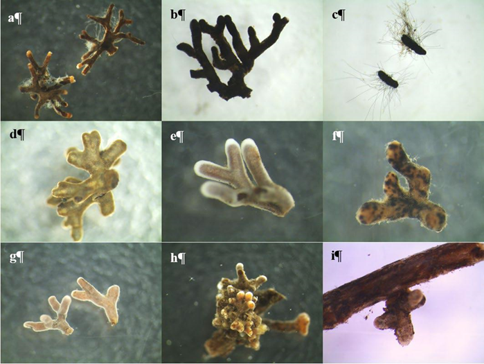 Ejemplos de morfotipos ectomicorrízicos en raíces de Pinus patula en el Ejido Llano Grande (a-; con abundancia relativa alta, superior a 8% de abundancia relativa total: (a) M1, (b) M3, (c) M4- Cenococcum geophilum; algunos de los morfotipos con abundancia relativa media: (d) M10, (e) M12, (f) M13, entre 2 y 7% de abundancia relativa total y con abundancia relativa baja, inferior a 2% (g) M22, (h) M23 y (i) M27.
