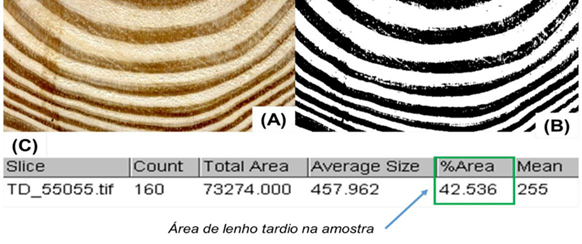 Processo de determina&ccedil;&atilde;o do lenho tardio em software analisador de imagem.