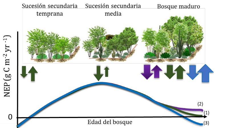Modelos conceptuales de la tendencia de la producción neta del ecosistema durante la sucesión (Odum, 1969).