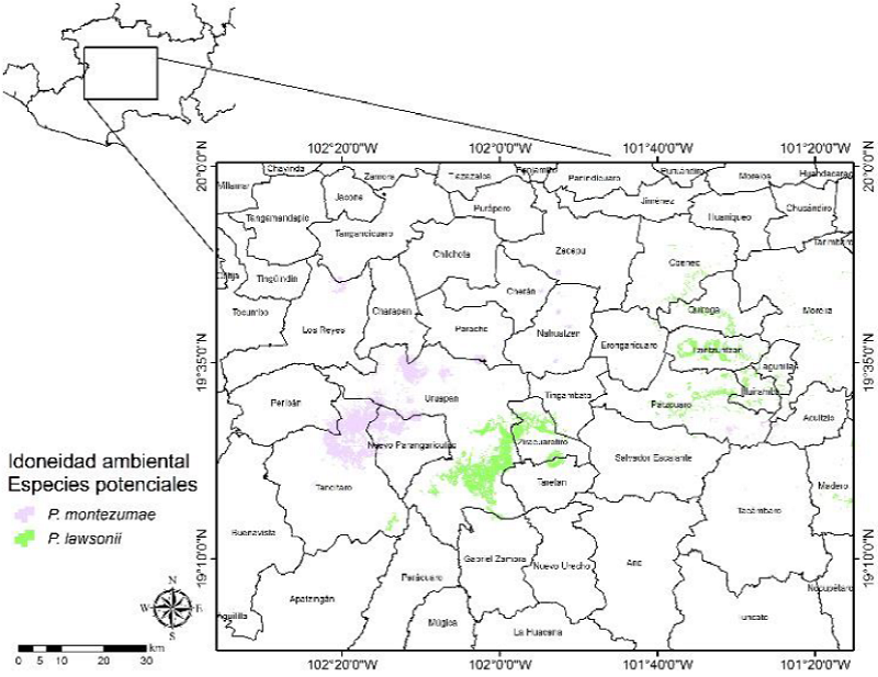 Distribuci&oacute;n espacial de la idoneidad ambiental potencial para la toma de datos dendrocro-nol&oacute;gicos de P. montezumae y P. lawsonii en la zona centro de Michoac&aacute;n.