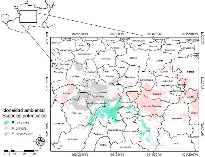 Distribuci&oacute;n espacial de la idoneidad ambiental potencial para la toma de datos dendrocronol&oacute;gicos de P. oocarpa, P. pringlei y P. devoniana en la zona centro de Michoac&aacute;n.