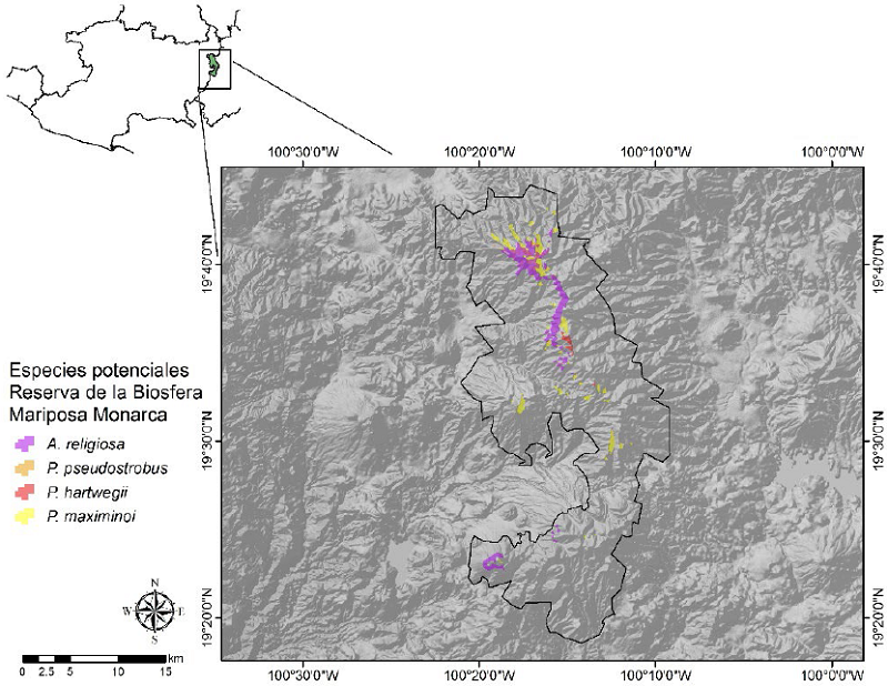 Distribuci&oacute;n espacial de la idoneidad ambiental potencial para la toma de datos dendrocronol&oacute;gicos de A. religiosa, P. pseudostrobus, P. hartwegii y P. maximinoi en la Reserva de la Biosfera Mariposa Monarca.