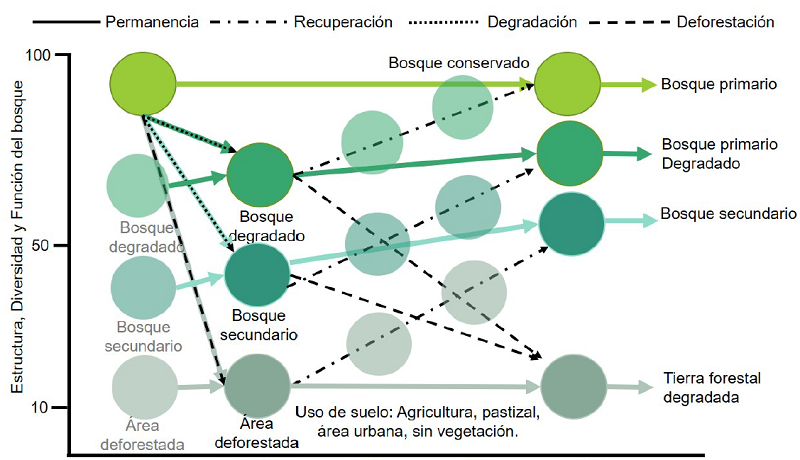 Diagrama de transición de los bosques utilizando la información de cambio de uso de suelo.