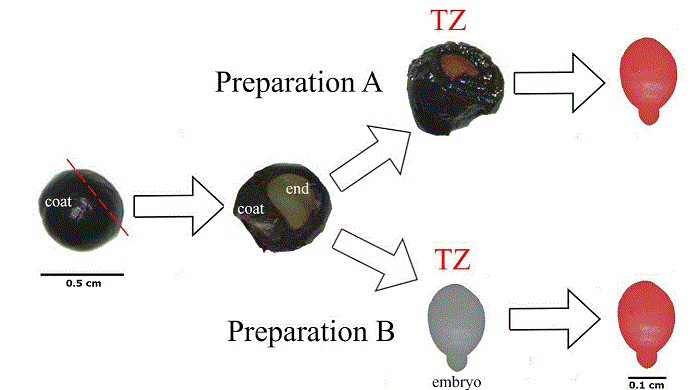 Schematic showing the preparations for the seeds exposed to tetrazolium tests. 