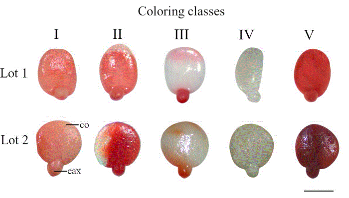 Categories of Zanthoxylum rhoifolium seed embryos stains exposed to the tetrazolium test. 