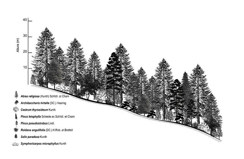 Diagrama semirealista del bosque de Abies religiosa del Santuario de Agua Presa Corral de Piedra. 