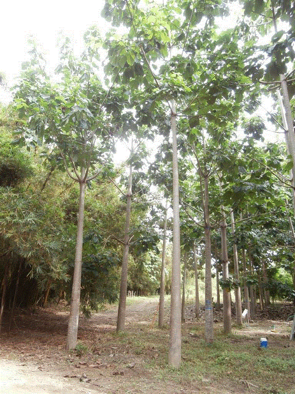 Plantaci&oacute;n juvenil de Cavanillesia platanifolia del Centro de Investigaci&oacute;n de AGROSAVIA Caribia (Zona Bananera, Magdalena, Colombia).