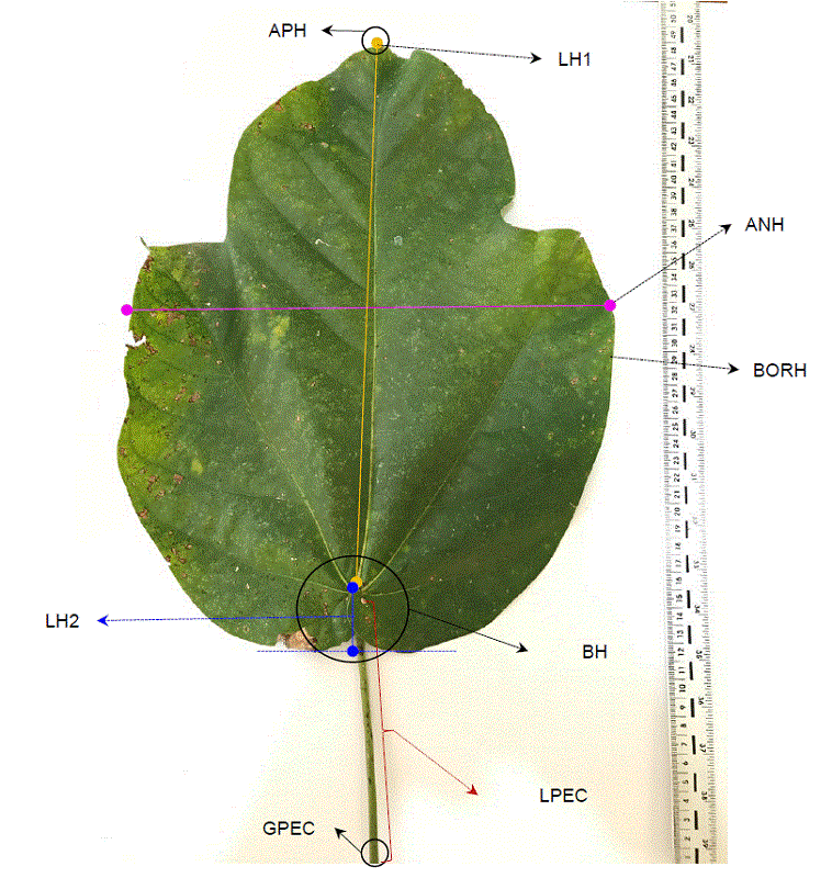 Descriptores de hojas evaluados en Cavanillesia platanifolia. 