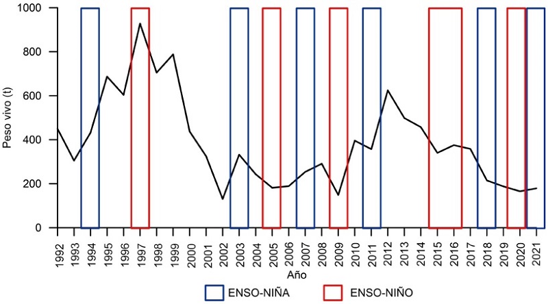 Producci&oacute;n de pata de mula en bancos asociados con manglares en Bah&iacute;a Magdalena-Almejas, BCS, de 1992 a 2021 y periodos de El Ni&ntilde;o y La Ni&ntilde;a.