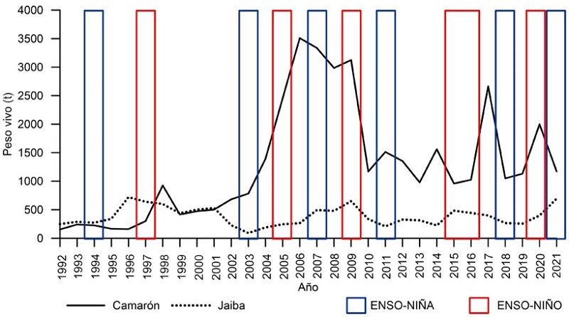 Producci&oacute;n de camar&oacute;n y jaiba en bancos asociados con manglares en Bah&iacute;a Magdalena-Almejas, BCS, de 1992 a 2021 y periodos de El Ni&ntilde;o y La Ni&ntilde;a.