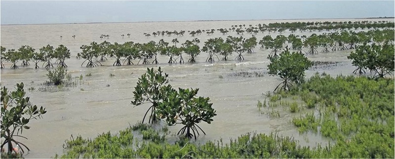 Reforestaci&oacute;n comunitaria de Rhizophora mangle, &Aacute;rea de Protecci&oacute;n de Flora y Fauna Laguna Madre y Delta del R&iacute;o Bravo, Tamaulipas, M&eacute;xico. Fuente: Elaboraci&oacute;n propia. Autor, Carlos Zamora-Tovar.