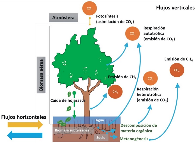 Diagrama general del ciclo del carbono en manglares.