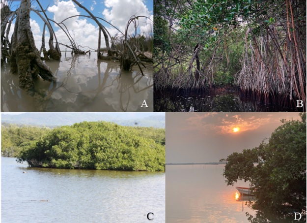Algunos ecosistemas de manglar mencionados en el presente estudio.