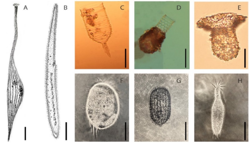 Ejemplos de ciliados de vida libre de los ecosistemas de manglar en M�xico.