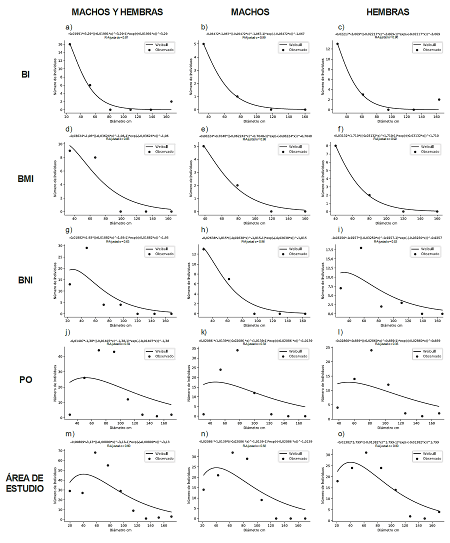 Estructura diam�trica de los individuos que conforman la poblaci�n de P. oleifolius ubicados en el �rea de estudio.
