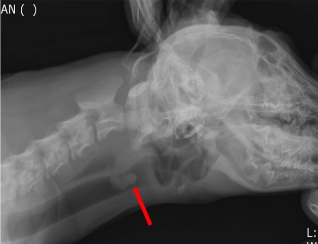 Radiographic view (lateral) of the foreign body (red arrow) in the trachea of a Kangal dog.