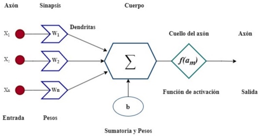 Diagrama de una neurona artificial.