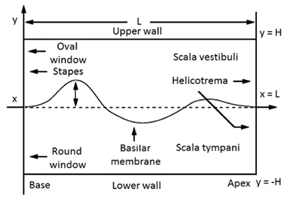 Two dimensional model of the cochlea.