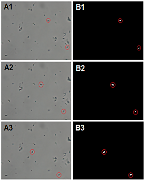 Secuencia de fotogramas mostrando la segmentaci&oacute;n por movimiento de espermatozoides.